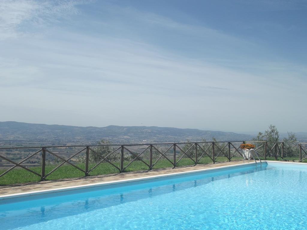 Gabbiano * Capodacqua (Assisi)