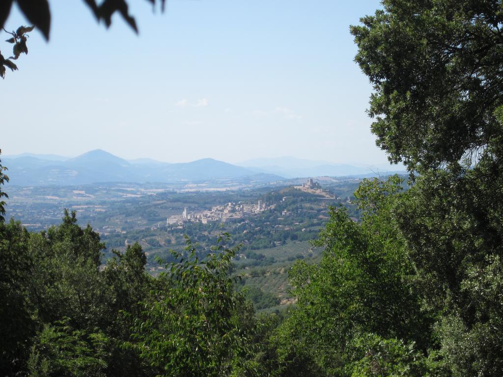 Gabbiano Capodacqua (Assisi)